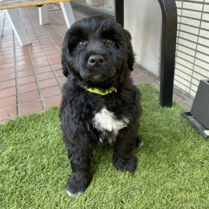 ID：2302-00062の子犬