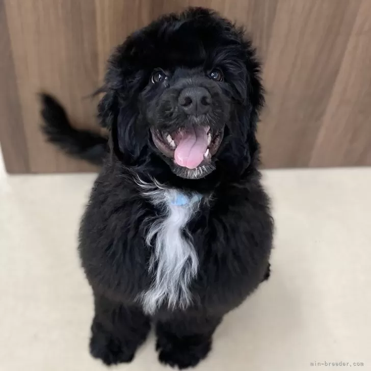 ID:2407-04775の子犬