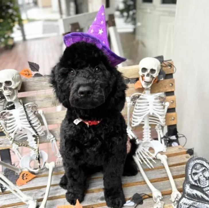 ID:2207-00945の子犬
