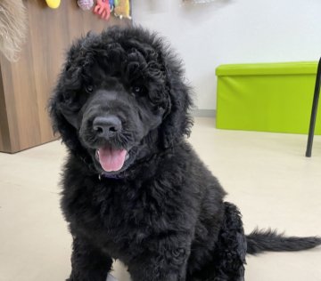 ミックス(ポーチュギーズ×ポーチュギーズミックス)【東京都・男の子・2021年6月6日・ブラック】の写真「お鼻太めの短めでとっても毛量も多いです。」