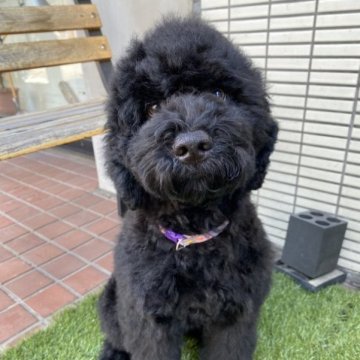 ミックス(ポーチュギーズ×ポーチュギーズミックス)【東京都・男の子・2022年11月9日・ブラック】の写真「毛が抜けずらく、とても賢いです。明るく活発」