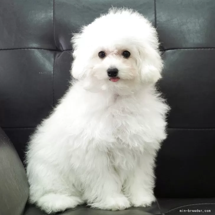 ID：2501-07555の子犬