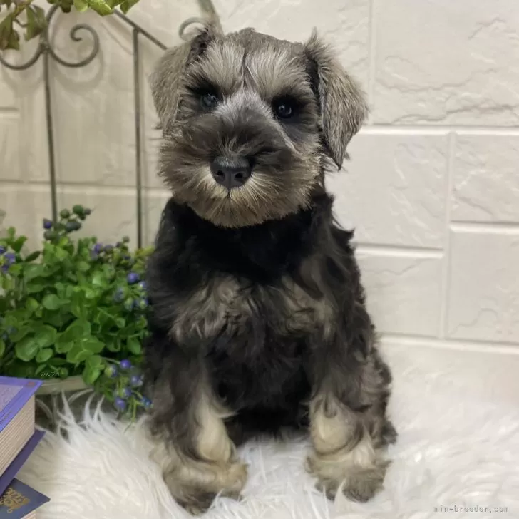 ID:2410-06405の子犬