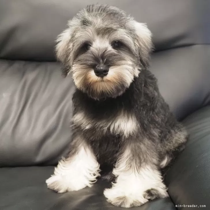 ID:2507-03236の子犬