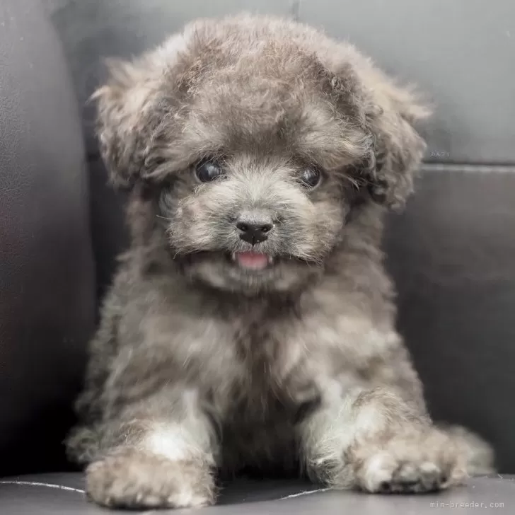 あーちゃん 様のお迎えした子犬
