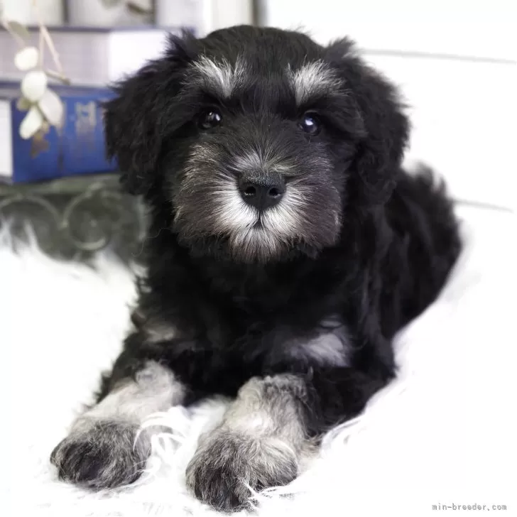 ID:2504-06371の子犬