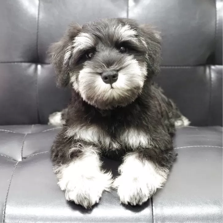 ID:2504-05157の子犬
