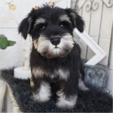 ミニチュアシュナウザー【大阪府・女の子・2025年9月2日・ブラック&シルバー】の写真「ムチムチで可愛いBS女の子♪」