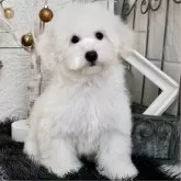 タイニープードル