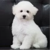 タイニープードル