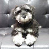 ミニチュアシュナウザー