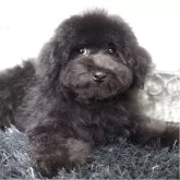 タイニープードル