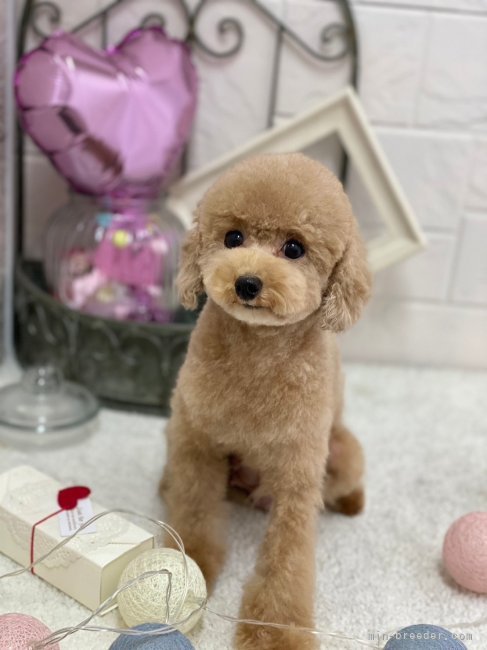 トイプードル【・女の子・2019年6月26日・レッド】