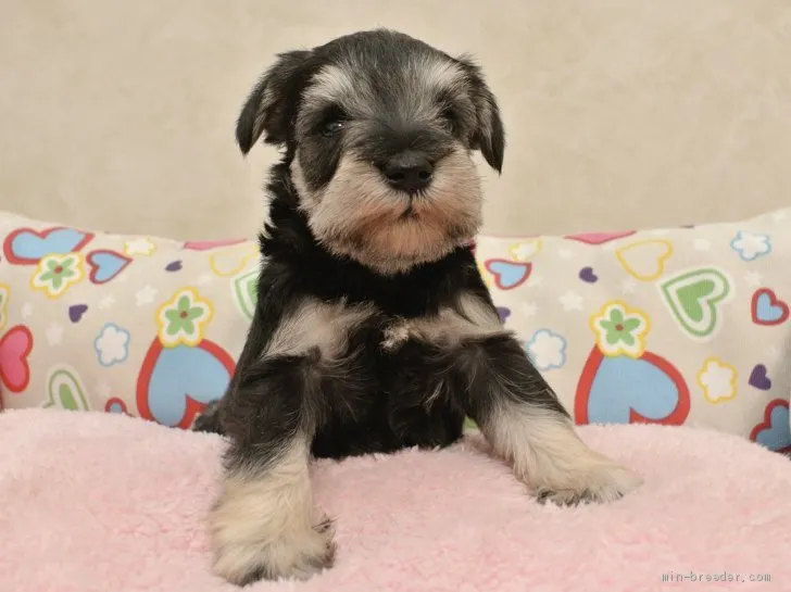 ID：2005-03323の子犬