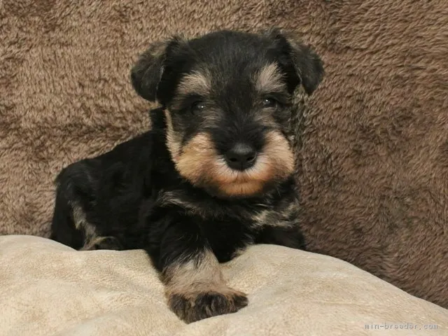 ID:1703-00407の子犬
