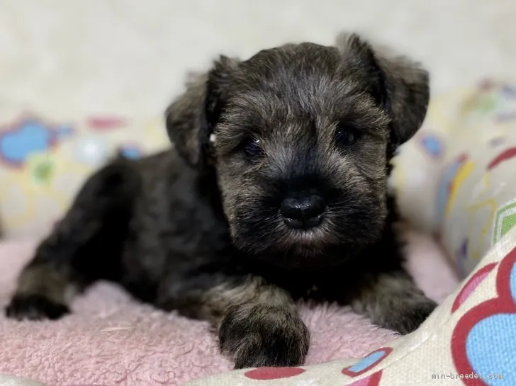 ID:2001-00147の子犬