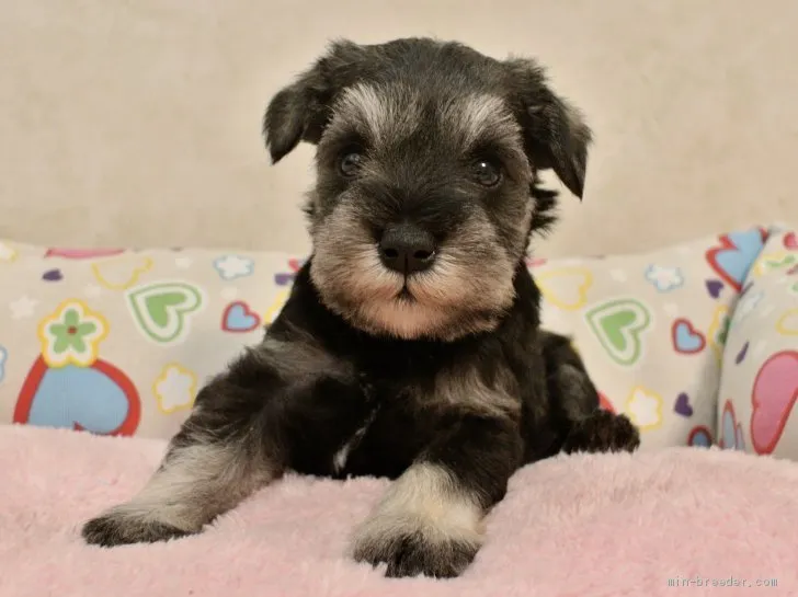ID：2005-03321の子犬
