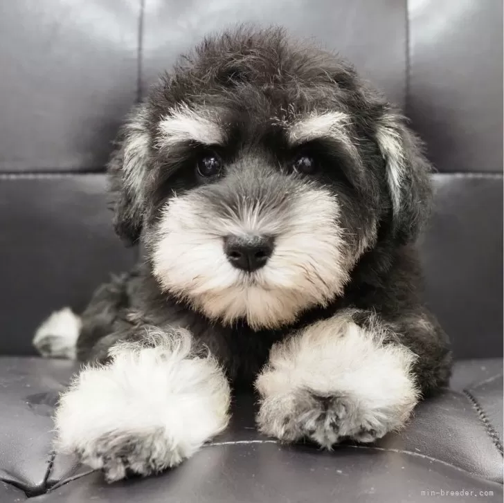 ID：2403-06401の子犬