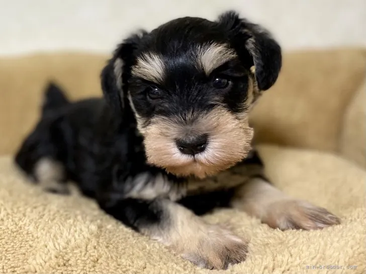 ID:2201-02578の子犬