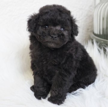 トイプードル(タイニー)【大阪府・女の子・2024年4月28日・シルバー】の写真「小さくて可愛い女の子♪」