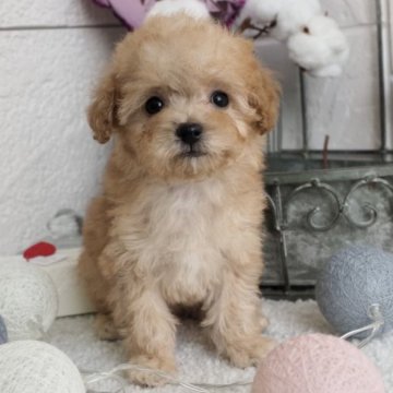 トイプードル(タイニー)【大阪府・女の子・2022年12月25日・アプリコット】の写真「マズルの詰まった小さな可愛い女の子♪」