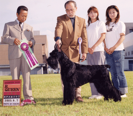 ドッグショーの記念写真｜生田　誠史朗(いくた　せいしろう)ブリーダー(兵庫県・ジャイアントシュナウザー・JKC登録)の紹介写真3