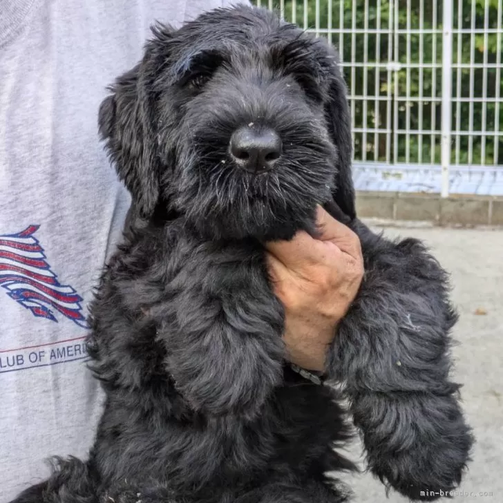 ID:2408-00545の子犬