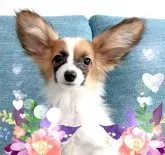 パピヨン【神奈川県・男の子・2023年10月2日・レッドセーブルホワイト】の写真2「甘えん坊のぼく♡」