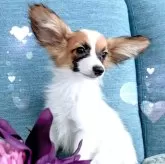 パピヨン【神奈川県・男の子・2023年10月2日・レッドセーブルホワイト】の写真4「横顔も可愛いんだよ！」