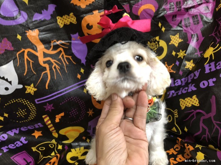 高橋　諒太(たかはし　りょうた)ブリーダー(埼玉県・アメリカンコッカースパニエルなど・JKC登録)の紹介写真2