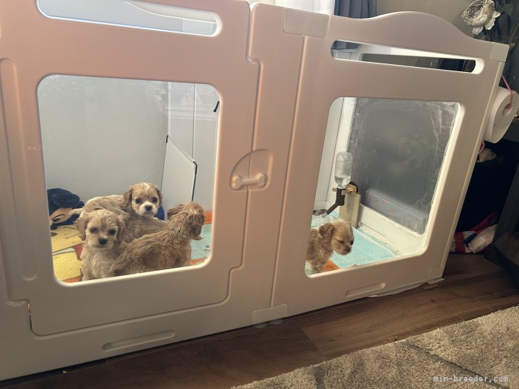 埼玉】高橋 諒太(たかはし りょうた)ブリーダー｜みんなのブリーダー