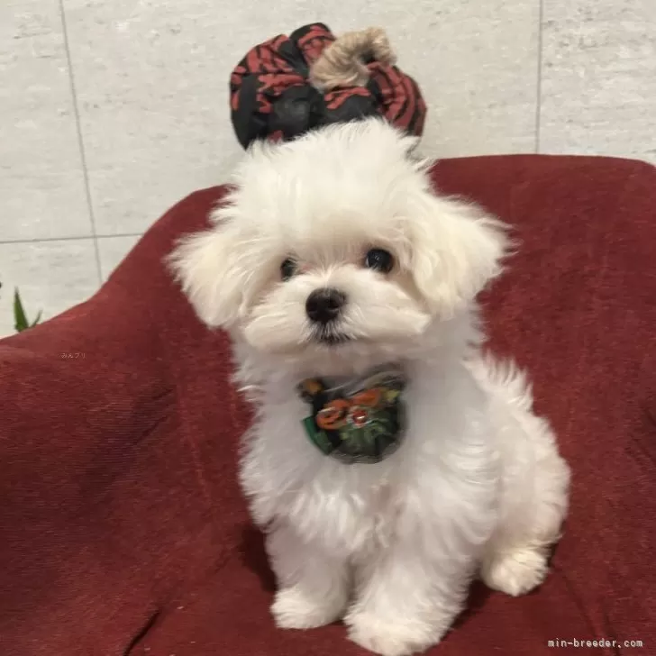 ID：2508-01351の子犬