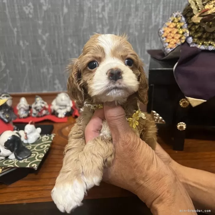ゆづき 様のお迎えした子犬