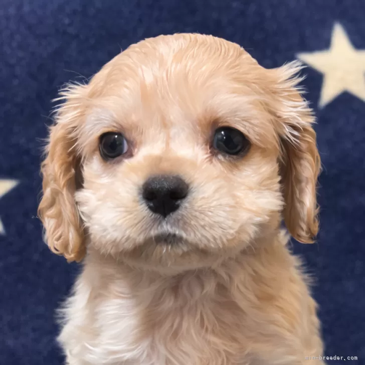 ID：2601-03353の子犬