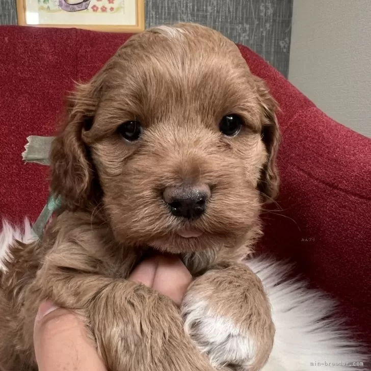 コッカプー(トイプードル×アメリカンコッカースパニエル)【埼玉県・男の子・2025年10月7日・レッド】の写真1