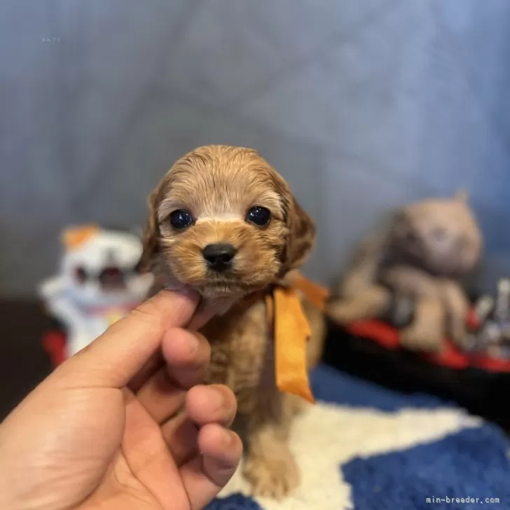 R.I. 様のお迎えした子犬