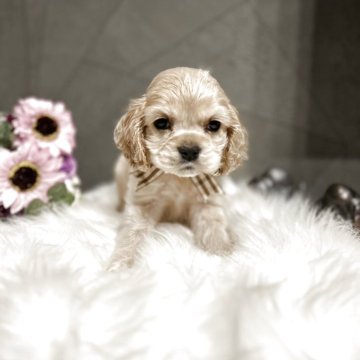 アメリカンコッカースパニエル【埼玉県・男の子・2025年2月23日・シルバーバフ】の写真「大きな瞳詰まったお顔立ちがとても可愛い男の子🐾」