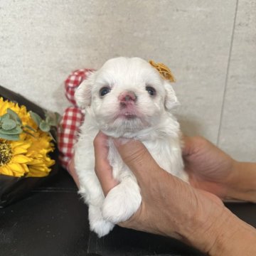 マルチーズ【埼玉県・男の子・2025年7月7日・ホワイト】の写真「ころんと丸顔♪愛嬌たっぷりなマルチーズの男の子」