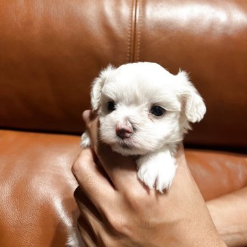 マルチーズ【埼玉県・男の子・2025年7月7日・ホワイト】の写真「ころんと丸顔♪愛嬌たっぷりなマルチーズの男の子」