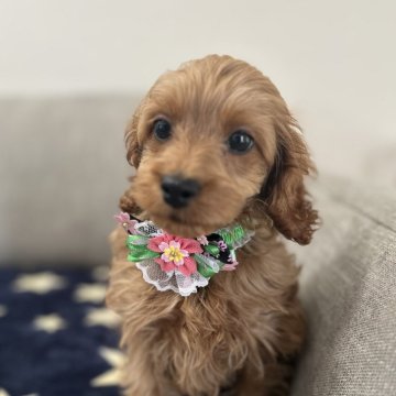 コッカプー(トイプードル×アメリカンコッカースパニエル)【埼玉県・男の子・2024年12月14日・レッド】の写真「くりっとした大きな瞳がとても愛らしい長男くん🐾」