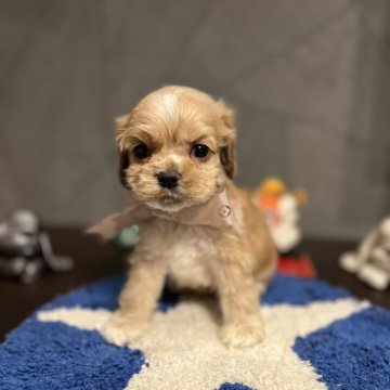 アメリカンコッカースパニエル【埼玉県・男の子・2024年12月4日・バフ】の写真「大きな瞳と丸みのある優しい表情が可愛い男の子🐾」