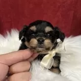 チワプー(トイプードル×チワワ)【埼玉県・男の子・2025年10月3日・ブラックタン】の写真1