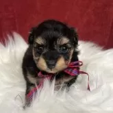 チワプー(トイプードル×チワワ)【埼玉県・女の子・2025年10月3日・ブラックタン】の写真1