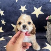 アメリカンコッカースパニエル