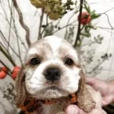 アメリカンコッカースパニエル