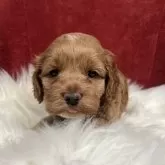 コッカプー(トイプードル×アメリカンコッカースパニエル)【埼玉県・男の子・2025年10月7日・レッド】の写真3