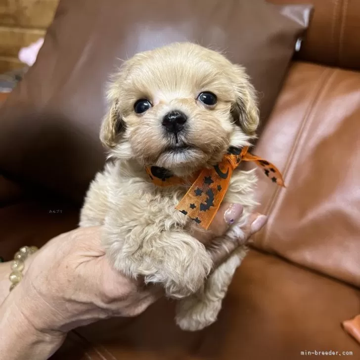 ID：2410-03957の子犬