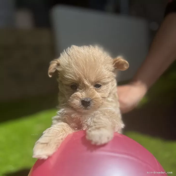 ID：2404-03353の子犬