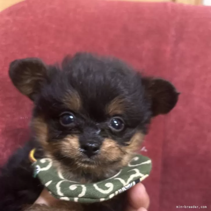 ID：2407-04418の子犬