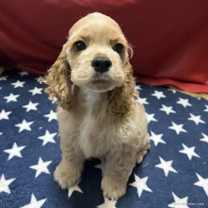 ID：2309-04428の子犬